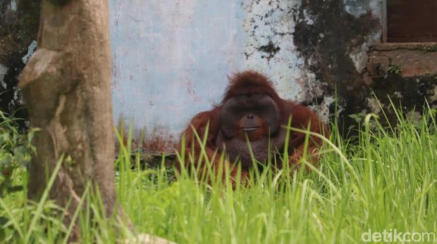 Ozon, orang utan legendaris di Kebun Binatang Bandung.