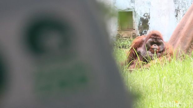 Ozon, orang utan legendaris di Kebun Binatang Bandung.