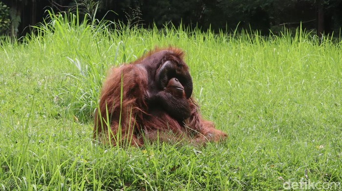 Ozon, orang utan legendaris di Kebun Binatang Bandung.
