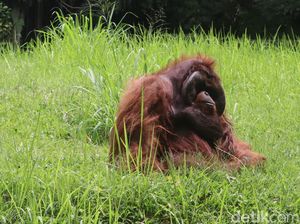 Orang Utan, Spesies Kera yang Mampu Rencanakan Masa Depan