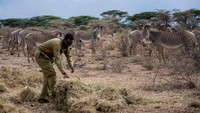 Kekeringan parah dan berkepanjangan yang melanda Kenya telah membunuh banyak Zebra Grevy dan semakin mengancam populasi hewan itu. LSM lokal Grevys Zebra Trust melaporkan sebanyak 58 kematian Zebra Grevy di Kenya sejak Juni 2022. Sementara, total populasi satwa itu kini hanya sekitar 2.800 ekor.