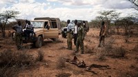 Anggota Grevys Zebra Trust dan seorang dokter hewan satwa liar mengamati bangkai Zebra Grevy, di dekat Cagar Alam Buffalo Springs, Isiolo county, Jumat, (4/11/2022). Kekeringan yang melanda Cagar Nasional Samburu, Samburu, Kenya telah membuat banyak zebra mati.  