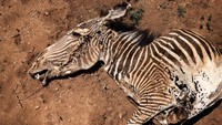 Penampakan seekor Zebra Grevy yang mati saat kekeringan melanda Cagar Nasional Samburu, Samburu, Kenya. Zebra Grevy merupakan spesies zebra paling langka di dunia. Mereka hanya ada di bagian utara Kenya dan Ethiopia.