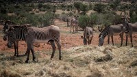 Zebra Grevy juga biasa disebut sebagai zebra imperial. Jika dibandingkan dengan zebra lainnya, Zebra Grevy memiliki ukuran lebih tinggi, telinga lebih besar dan belang yang lebih kecil.  