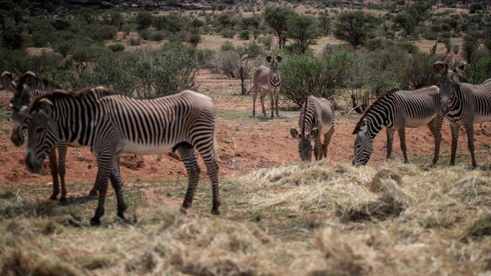 A herd of Grevy's Zebras, the worlds rarest species that only exists in the northern part of Kenya, and Ethiopia, eat hay distributed twice a day by the Grevys Zebra Trust, due to the on-going drought in Samburu National Reserve, Samburu county, on November 3, 2022.  - The intense drought in the region has brought a high number of casualties among the Grevy zebras as the local NGO Grevys Zebra Trust reports fifty-eight deaths out of a population of about 2800 in Kenya since June. (Photo by Fredrik Lerneryd / AFP) (Photo by FREDRIK LERNERYD/AFP via Getty Images)