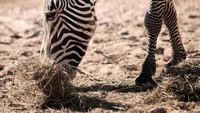 Seekor Zebra Grevy memakan jerami yang didistribusikan dua kali sehari oleh Zebra Trust Grevy.  