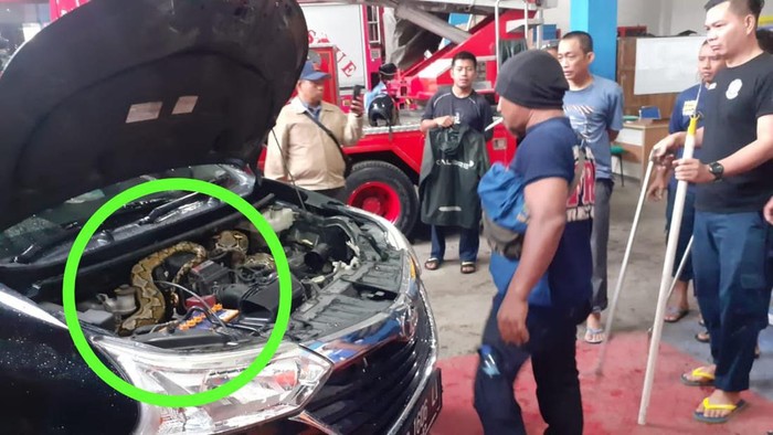 Piton 5 meter ditemukan melilit di mobil warga Parepare.