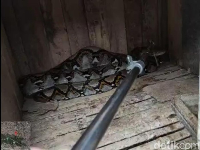 Ular piton 3 meter berperut buncit yang diamankan di kandang ayam di Gresik