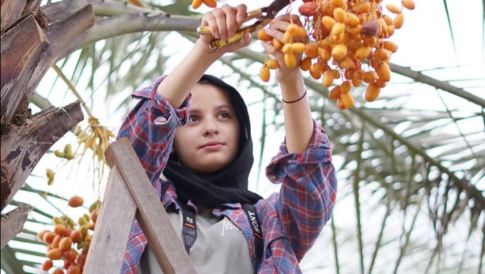 Tak perlu jauh-jauh ke Timur Tengah jika hanya ingin menikamti sensasi kebun kurma. Sebab, kebun kurma juga ada di Kabupaten Pasuruan.