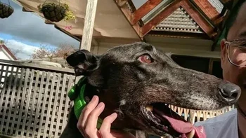 Giginya mengerikan ya... Foto: Reddit