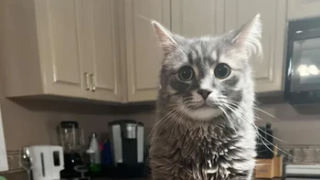 Kucing raksasa. Foto: Reddit