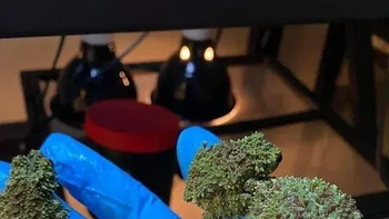 Lumut atau katak? Foto: Reddit