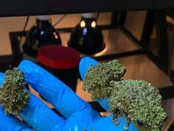 Uji Kejelian Mata, Terkecoh Tidak Melihat Gambar Ini