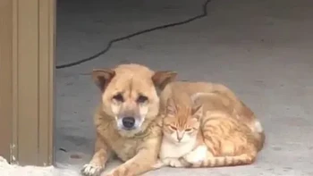 Ada berapa hewan di foto ini? Foto: Reddit