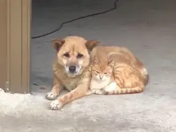 Uji Kejelian Mata, Terkecoh Tidak Melihat Gambar Ini