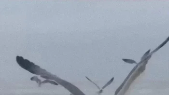 Burung raksasa. Foto: Reddit