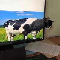 Foto mengecoh mata