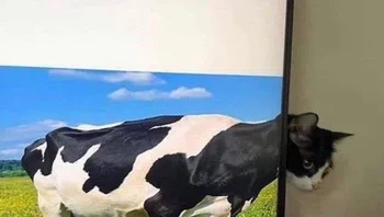 Sapinya menembus layar. Foto: Reddit