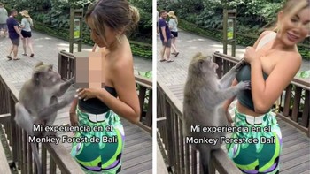 Mantan Miss Peru, Paula Manzal menjadi korban kenakalan seekor monyet di Monkey Forest Ubud, Bali beberapa hari lalu. Foto: TikTok  