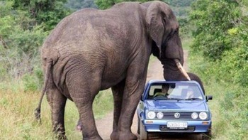 Sedan VW yang ditumpangi pasangan ini saat berkeliling Taman Safari terlihat begitu saat kecil saat melintasi seekor gajah liar disana. Foto: Postoast