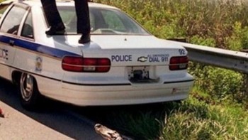 Polisi ini seketika menyadari seekor buaya memutuskan untuk merangkak keluar dari semak terdekat. Dia berhasil naik ke atas kendaraan patrolinya. Buaya memiliki kulit yang tebal, dan terkadang peluru tidak cukup untuk menahannya. Foto: Postoast