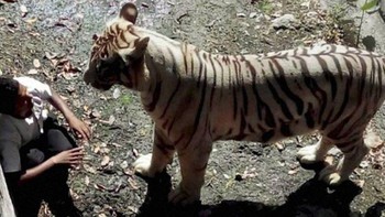 Saat pengunjung kebun binatang di New Delhi, India, nekat memanjat kandang harimau putih demi bisa melihatnya dari dekat. Dia mengabaikan peringatan pengunjung lain terkait resiko bahaya yang mungkin dihadapinya. Ketika si pengunjung benar-benar terjatuh kedalam kandang, 15 ekor harimau putih sontak merubungnya. Selama hampir 15 menit dia terpojok sambil menunggu para petugas mengalihkan perhatian harimau darinya. Upaya itu gagal karena seekor harimau kemudian menerkam leher si pria dan menyeretnya hnggavtewa.Foto: Postoast