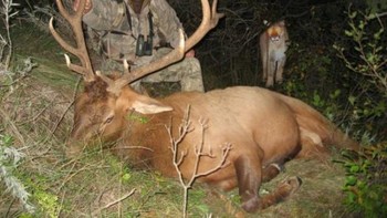 Pemburu ini telah membunuh seekor rusa jantan besar hanya untuk diambil darahnya agar cougar datang. Di belakangnya ada seekor singa gunung yang siap menerkam. Foto: Postoast