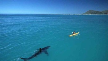 Fotografer Tom Peschak sedang berada di frame terakhir pada rol filmnya ketika dia mengambil foto yang dia tunggu-tunggu: permukaan putih besar di belakang kayak peneliti Trey Snow. “Alih-alih ilmuwan melacak hiu, hiu justru melacak ilmuwan,” kata Pescak. Foto: Postoast