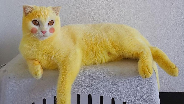 Gemes! Gegara Pakai Kunyit, Kucing Ini Berubah Jadi Warna Kuning Wanita asal Thailand berniat untuk mengobati kucingnya yang terkena infeksi jamur dengan kunyit. Namun, kucing putih tersebut berubah warna jadi kuning.