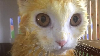 “Kucing saya Ka-Pwong menderita kurap, kami akan melakukan segalanya untuk menyembuhkannya, tetapi tidak ada yang berhasil. Saat itulah ibu saya memiliki ide untuk menggunakan kunyit. Awalnya, dia mengolesnya di kurap, tetapi karena masih banyak yang tersisa, dia memutuskan untuk mengecat seluruh tubuh untuk mencegah mikosis di kemudian hari, ”kata Supamas.