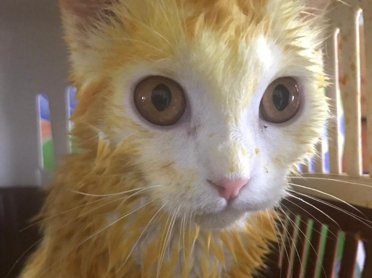 Gemes! Gegara Pakai Kunyit, Kucing Ini Berubah Jadi Warna Kuning Wanita asal Thailand berniat untuk mengobati kucingnya yang terkena infeksi jamur dengan kunyit. Namun, kucing putih tersebut berubah warna jadi kuning.