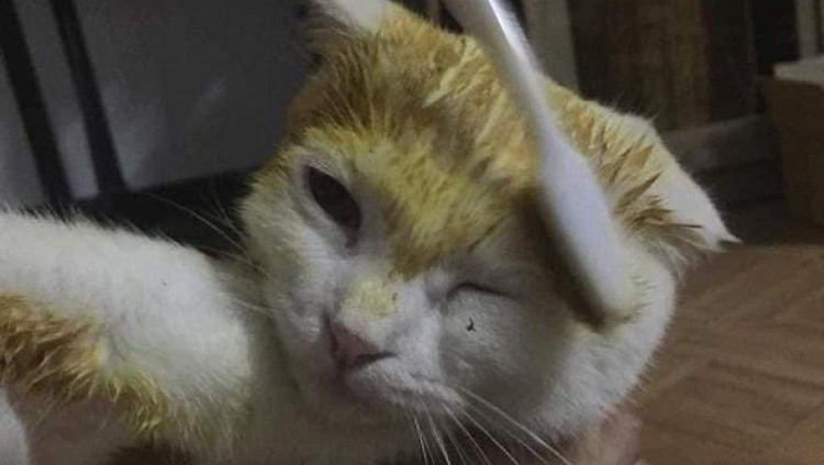 Wanita asal Thailand berniat untuk mengobati kucingnya yang terkena infeksi jamur dengan kunyit. Namun, kucing putih tersebut berubah warna jadi kuning.
