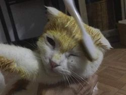 Gemes! Kucing Ini Jadi Berubah Warna Kuning Gegara Pakai Kunyit