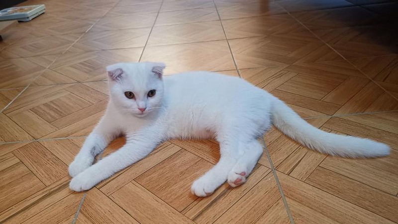 Wanita asal Thailand berniat untuk mengobati kucingnya yang terkena infeksi jamur dengan kunyit. Namun, kucing putih tersebut berubah warna jadi kuning.