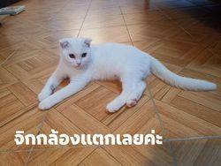 Gemes! Kucing Ini Jadi Berubah Warna Kuning Gegara Pakai Kunyit