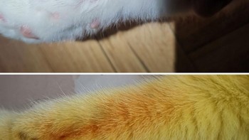 Namun, ia juga berharap jika warna kucingnya segera kembali menjadi putih semula.