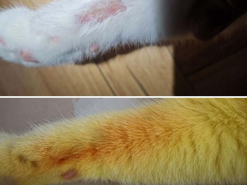 Wanita asal Thailand berniat untuk mengobati kucingnya yang terkena infeksi jamur dengan kunyit. Namun, kucing putih tersebut berubah warna jadi kuning.