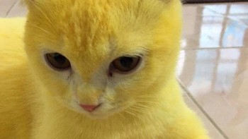 Sayangnya, lulur kunyit tersebut mengubah warna bulu kucing menjadi kuning.