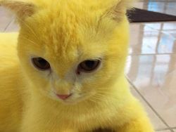 Gemes! Kucing Ini Jadi Berubah Warna Kuning Gegara Pakai Kunyit