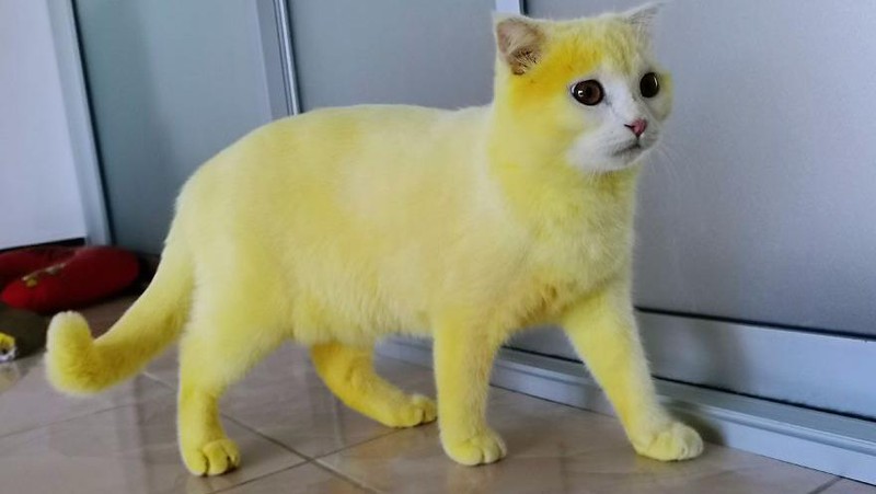 Wanita asal Thailand berniat untuk mengobati kucingnya yang terkena infeksi jamur dengan kunyit. Namun, kucing putih tersebut berubah warna jadi kuning.