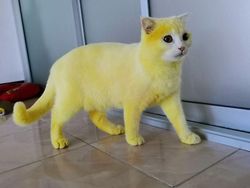 Gemes! Kucing Ini Jadi Berubah Warna Kuning Gegara Pakai Kunyit