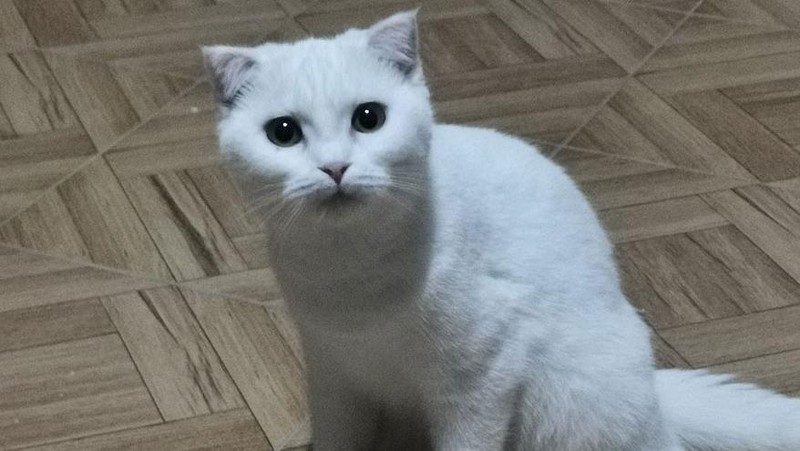 Wanita asal Thailand berniat untuk mengobati kucingnya yang terkena infeksi jamur dengan kunyit. Namun, kucing putih tersebut berubah warna jadi kuning.