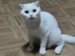 Gemes! Kucing Ini Jadi Berubah Warna Kuning Gegara Pakai Kunyit