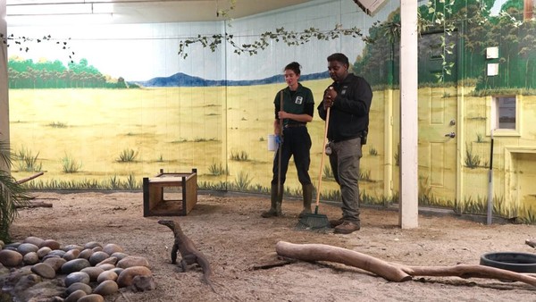 Seekor komodo jantan bernama Rinca akan menempati rumah barunya di Kebun Binatang San Francisco, AS. Komodo ini bakal menemani komodo betina bernama Sikka yang sudah lebih dulu tinggal di sana. (dok. KJRI San Francisco)