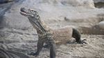 Potret Rumah Baru Komodo di San Francisco