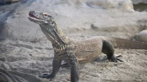 Potret Rumah Baru Komodo di San Francisco
