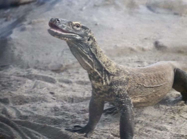 Potret Rumah Baru Komodo di San Francisco