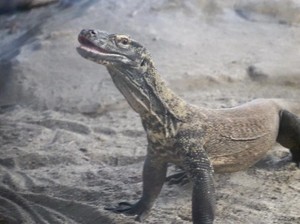 Komodo Punya Rumah Baru di San Francisco, Bentuk Diplomasi RI-AS
