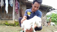 Melihat keunikan kambing ini, banyak warga yang datang untuk melihat langsung. Berita kian cepat menyebar ketika foto anak kambing berkaki lima ini disebarkan melalui WA. Foto: Eko Susanto/detikJateng