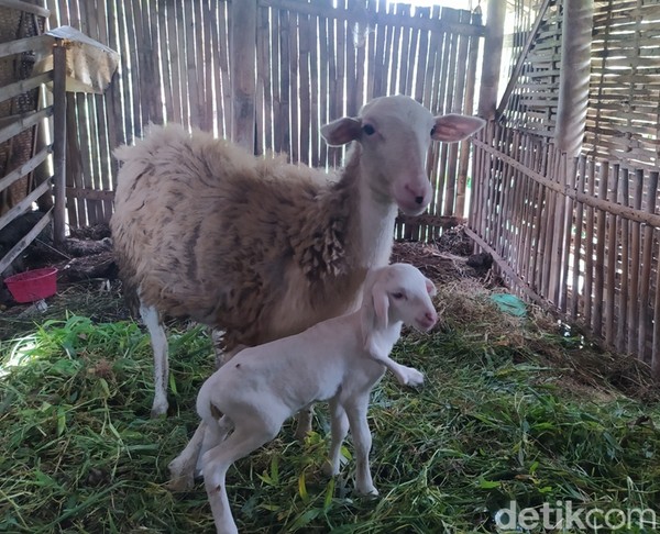 Menurut penuturan pemilik kambing, Lailiyah, kambing ini lahir dari induk yang sudah dipelihara sekitar setahun. Foto: Eko Susanto/detikJateng